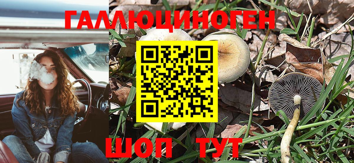 Галлюциногенные грибы Psilocybe Северобайкальск